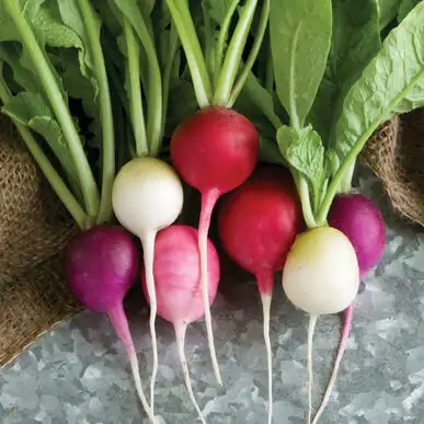 Colorful Easter Egg Radishes